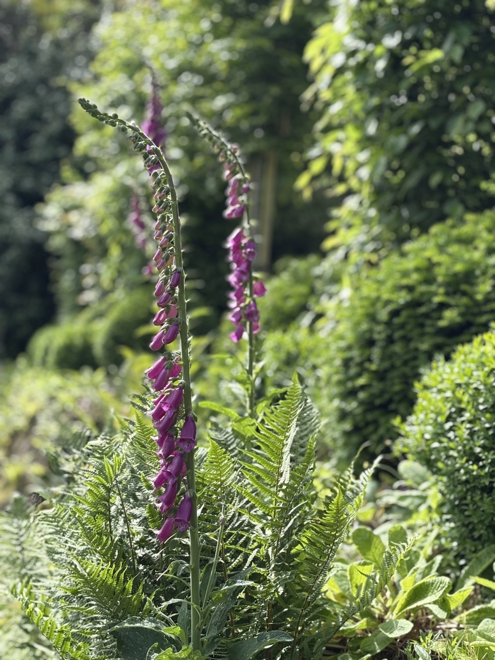Spring Time at Ennys Cornwall image