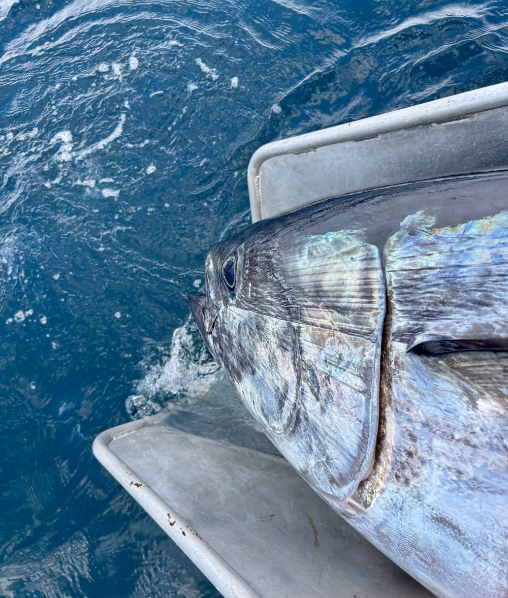 Tuna Night at MOR : Cornish Bluefin Tuna from the sea to the plate for one night only image