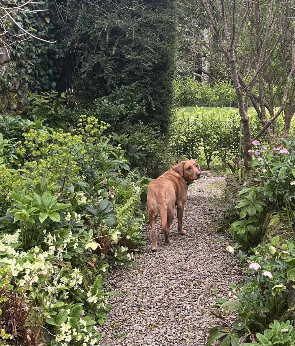 Spring Time at Ennys Cornwall image