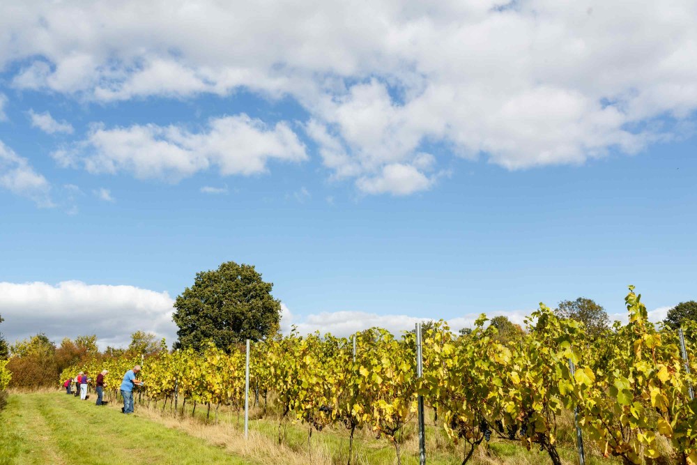 New Client : Forty Hall Vineyard image