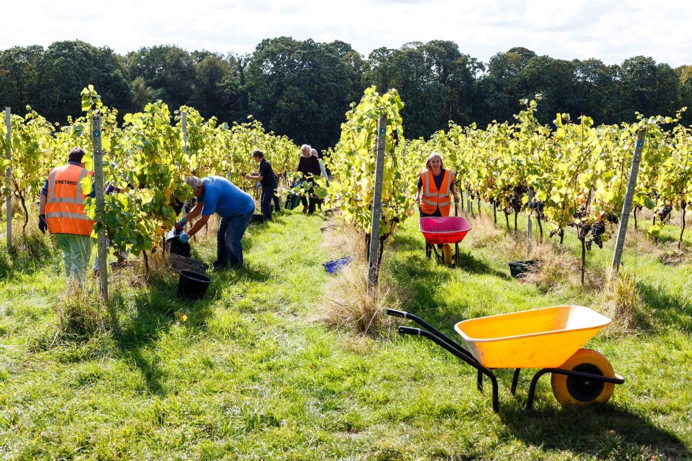 New Client : Forty Hall Vineyard image